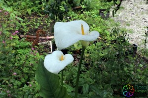 Zantedeschia aethiopica (3)_bewerkt